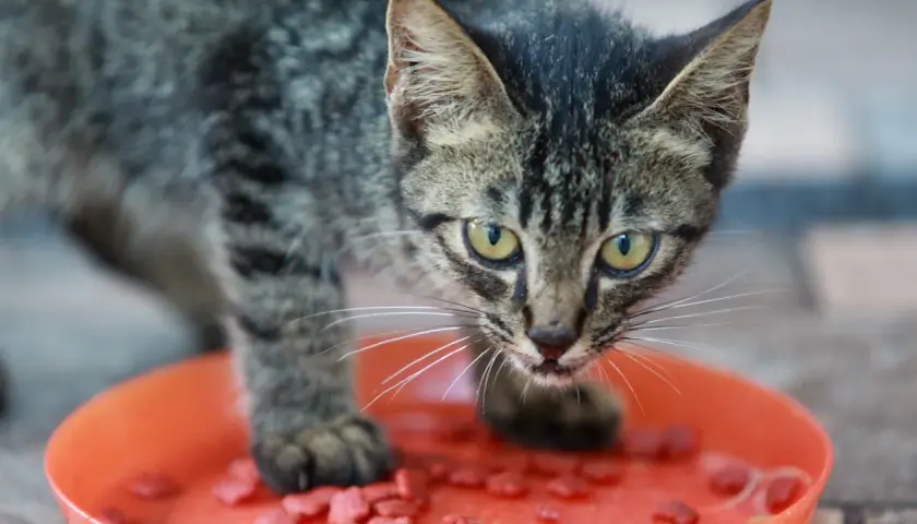 Un chaton tigré mange des croquettes dans une gamelle orange. Une image qui illustre bien l'alimentation mixte chat.