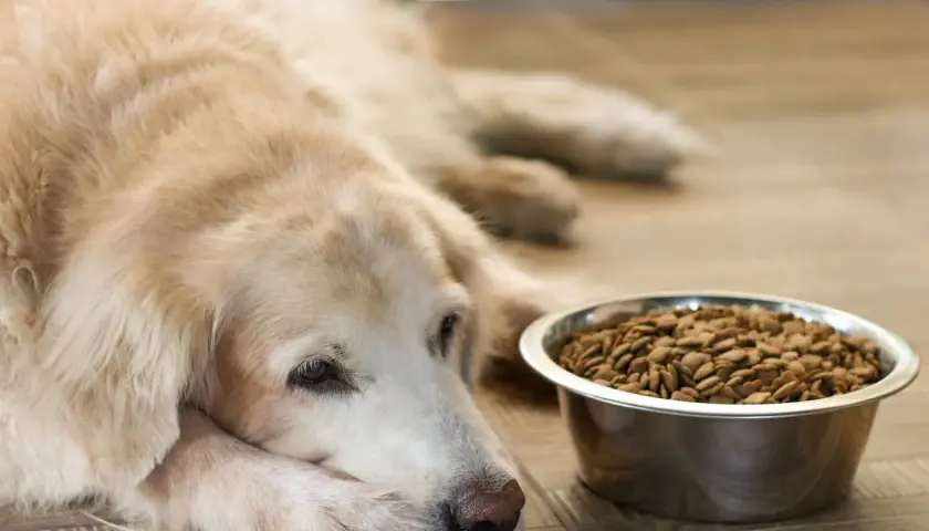 Un vieux chien fatigué, allongé près de sa gamelle pleine, semble boire beaucoup mais ne pas manger.