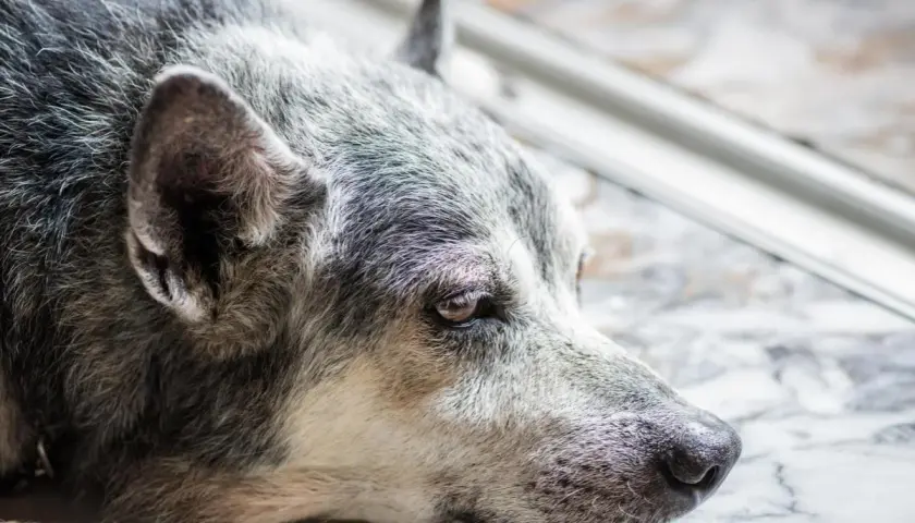 Gros plan sur un vieux chien qui ne mange plus, le regard triste et fatigué. Son pelage gris et blanc témoigne de son âge avancé.