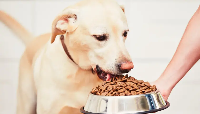 Mon chien fait des caprices pour manger, mais il finit toujours par céder devant sa gamelle de croquettes.