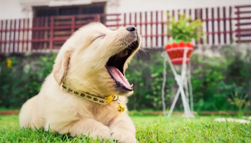 Un adorable chiot golden retriever, le **chien qui baille** le plus mignon, s'étire sur l'herbe verte.