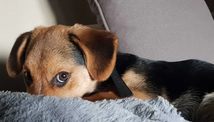 Petit chiot brun et noir, le regard interrogateur, caché derrière un tapis gris. Il se demande pourquoi mon chien gratte le tapis.