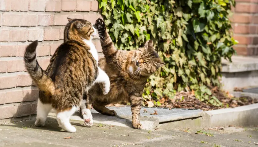 Deux chats jouent, l'un lève la patte. Ils se mordent le cou entre eux, une façon de communiquer et de renforcer leurs liens.