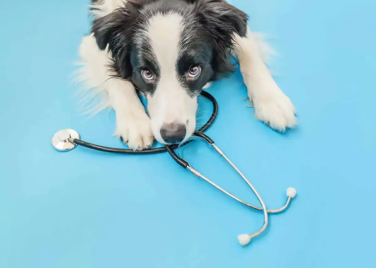 Quel prix pour la stérilisation d’une chienne ?