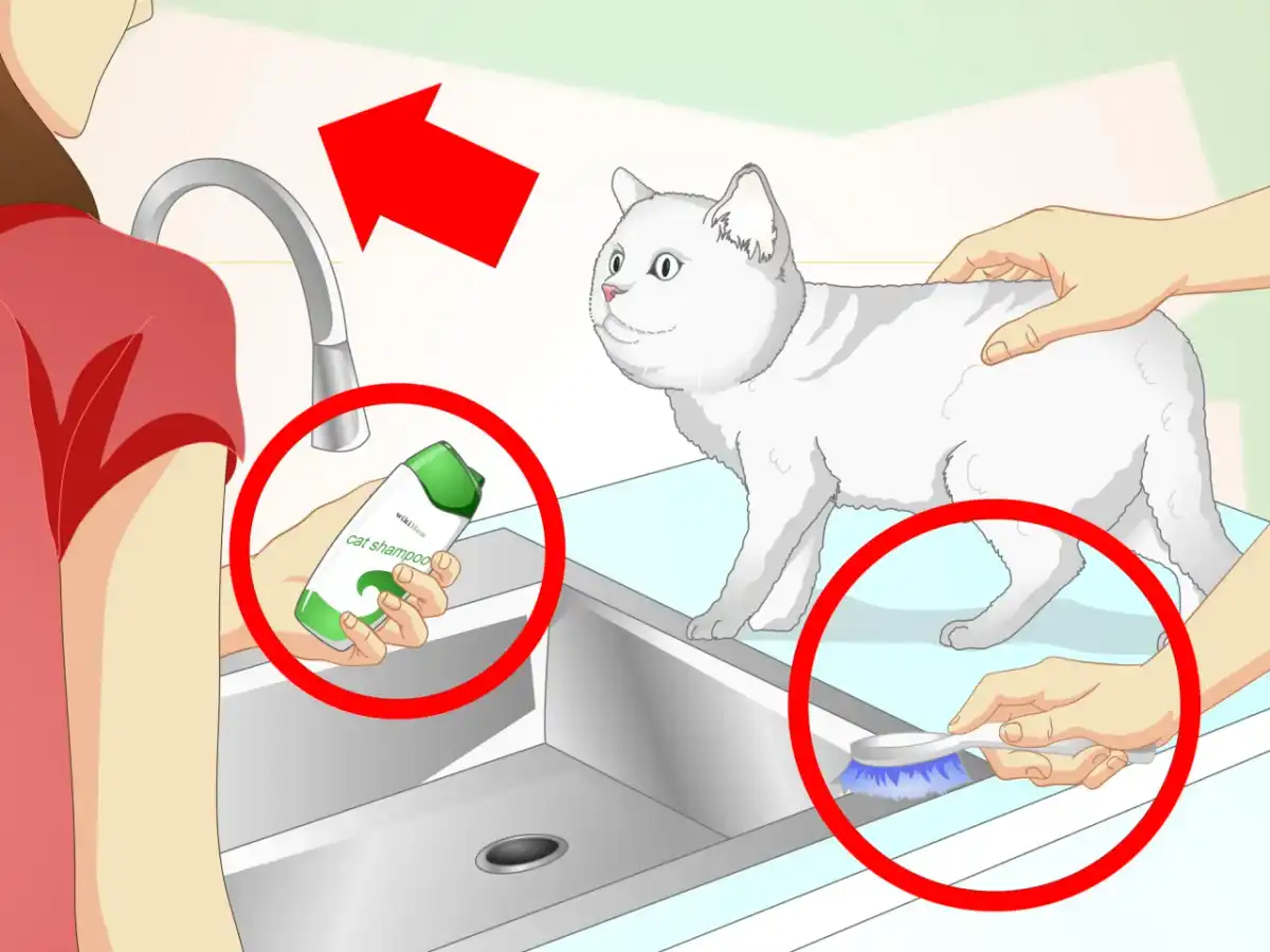 Comment laver son chat sans le stresser ?