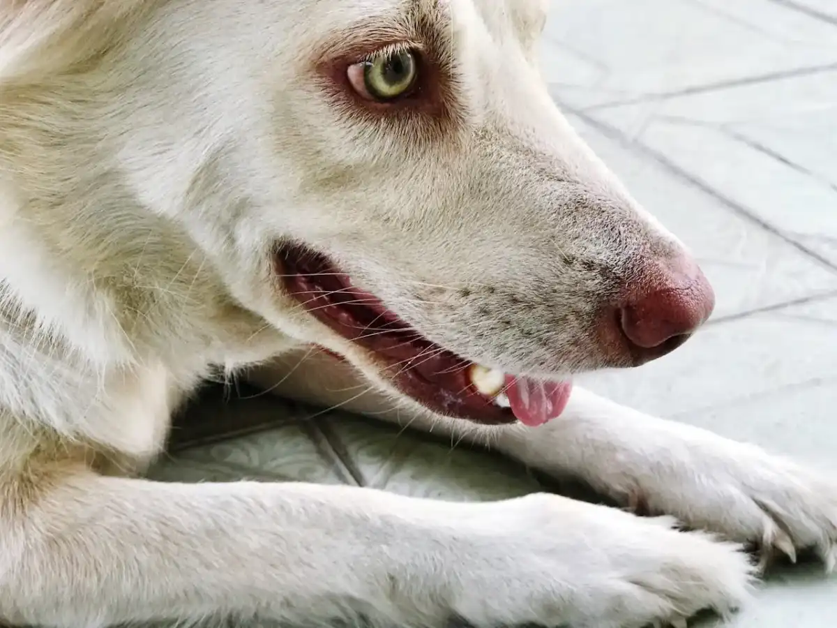 Bruit de gorge chez le chien - Causes et quand s'inquiéter?