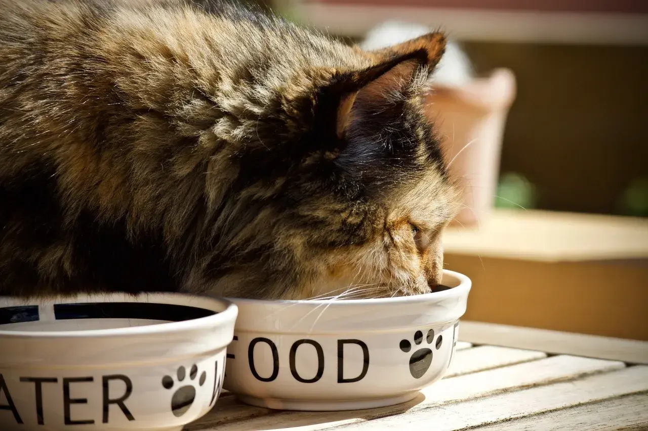 Chat mangeant des croquettes sans céréales. Avis vétérinaire : une alimentation saine pour votre félin.