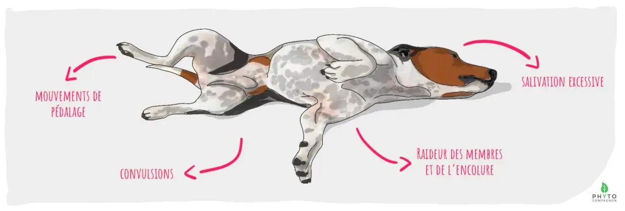 Illustration d'un chien en crise d'épilepsie : salivation excessive, mouvements de pédalage, raideur des membres.