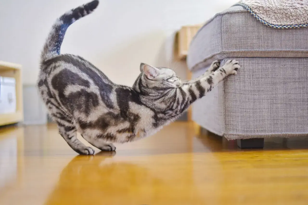 Mon chat tigré s'étire et utilise ses dents pour tirer sur ses griffes, s'accrochant au canapé.
