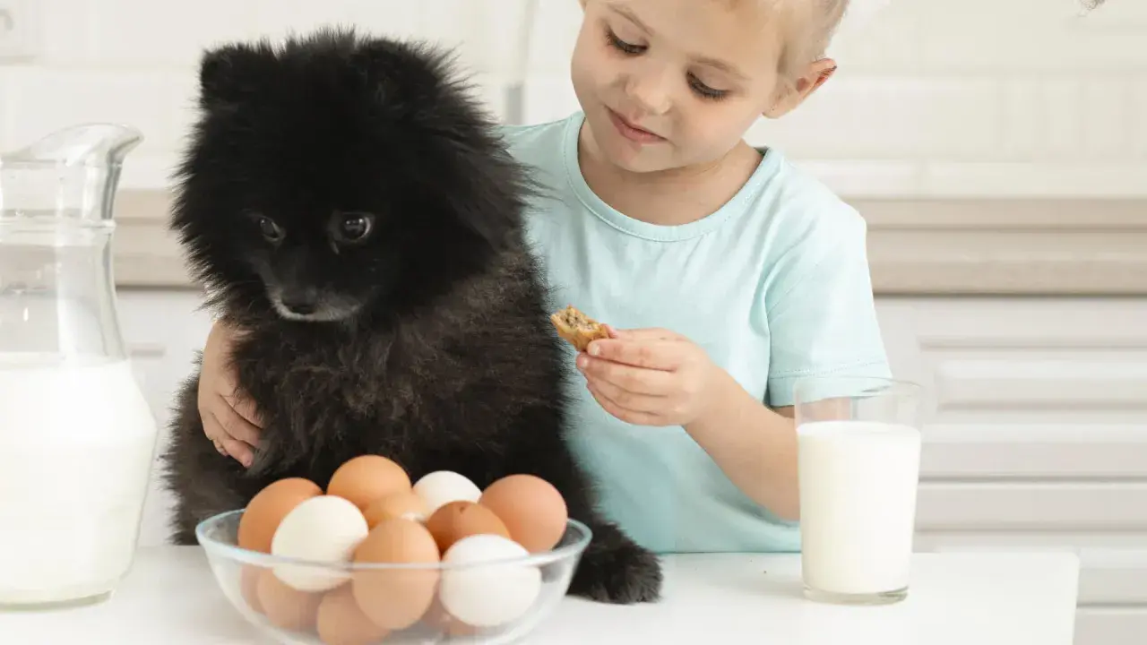 Un enfant donne un biscuit à son chien noir, avec des œufs et du lait sur la table. Combien d'oeuf par semaine pour un chien ?