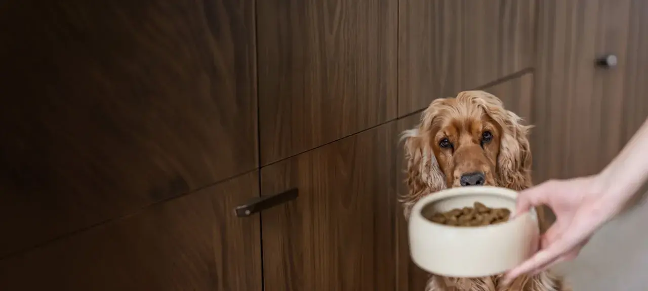 Un cocker spaniel aux yeux implorants regarde sa gamelle pleine. On dirait que mon chien a toujours faim !