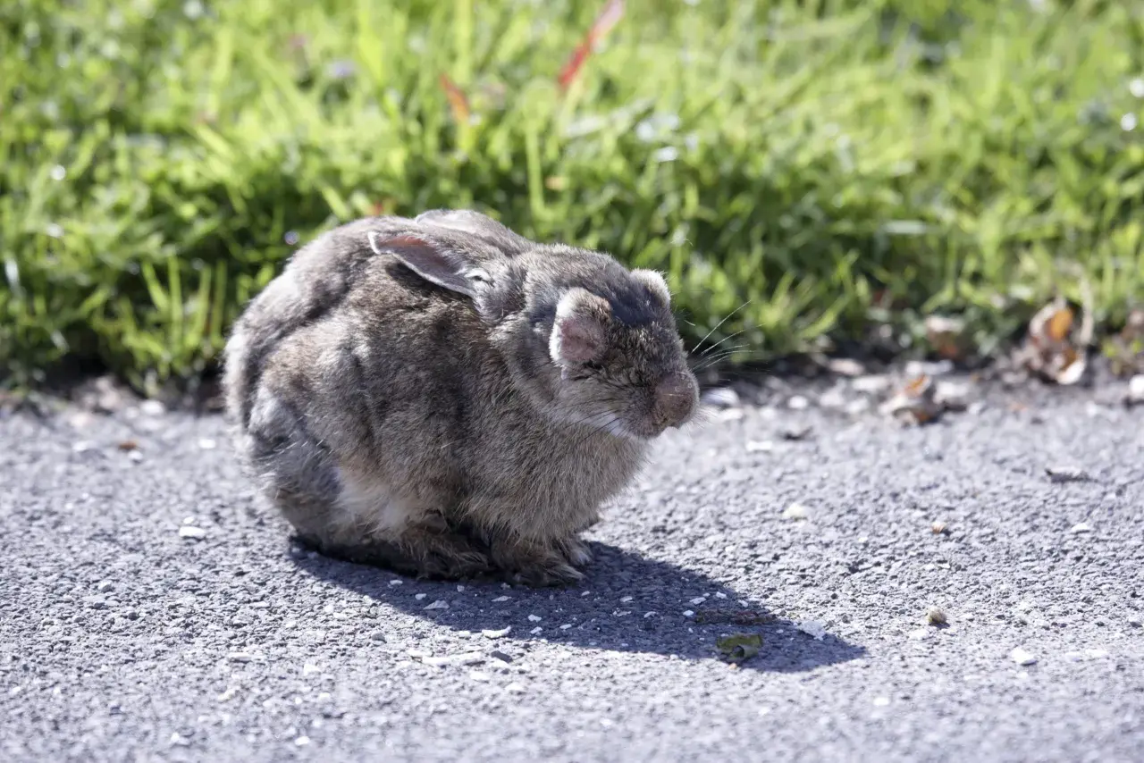 Un lapin gris est assis sur un chemin asphalté, l'air fatigué. Il pourrait avoir besoin d'un traitement pour coryza lapin.