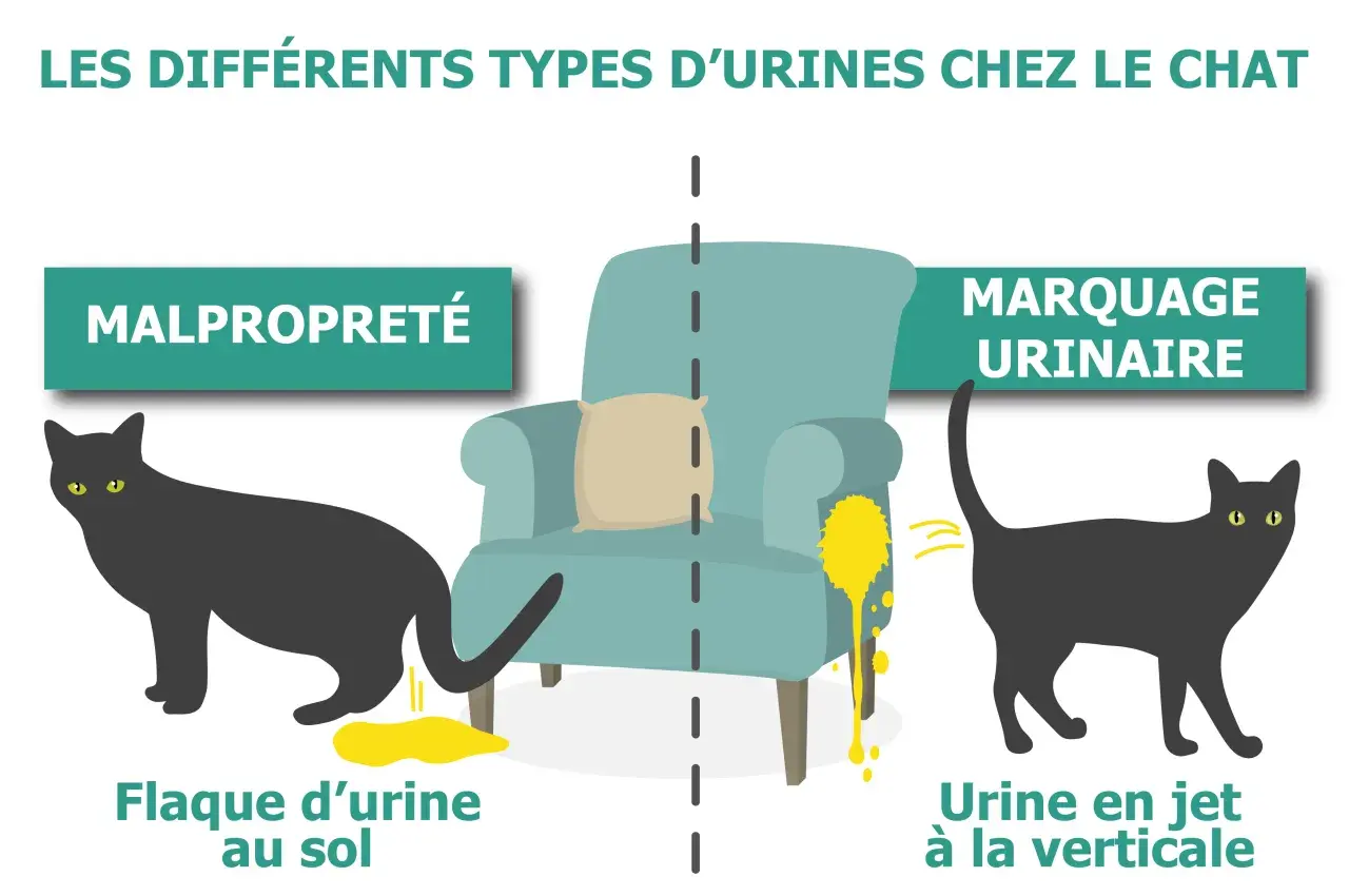 Mon chat fait pipi partout : une flaque au sol (malpropreté) ou en jet vertical (marquage urinaire). L'image illustre ces deux comportements félins.
