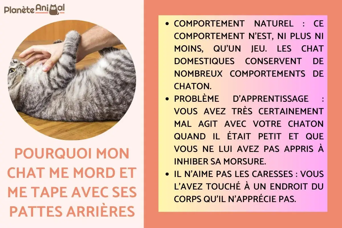 Un chat tigré se retourne sur le dos, une main le caresse. Il me tape avec sa patte avant, peut-être en jeu ou par agacement.