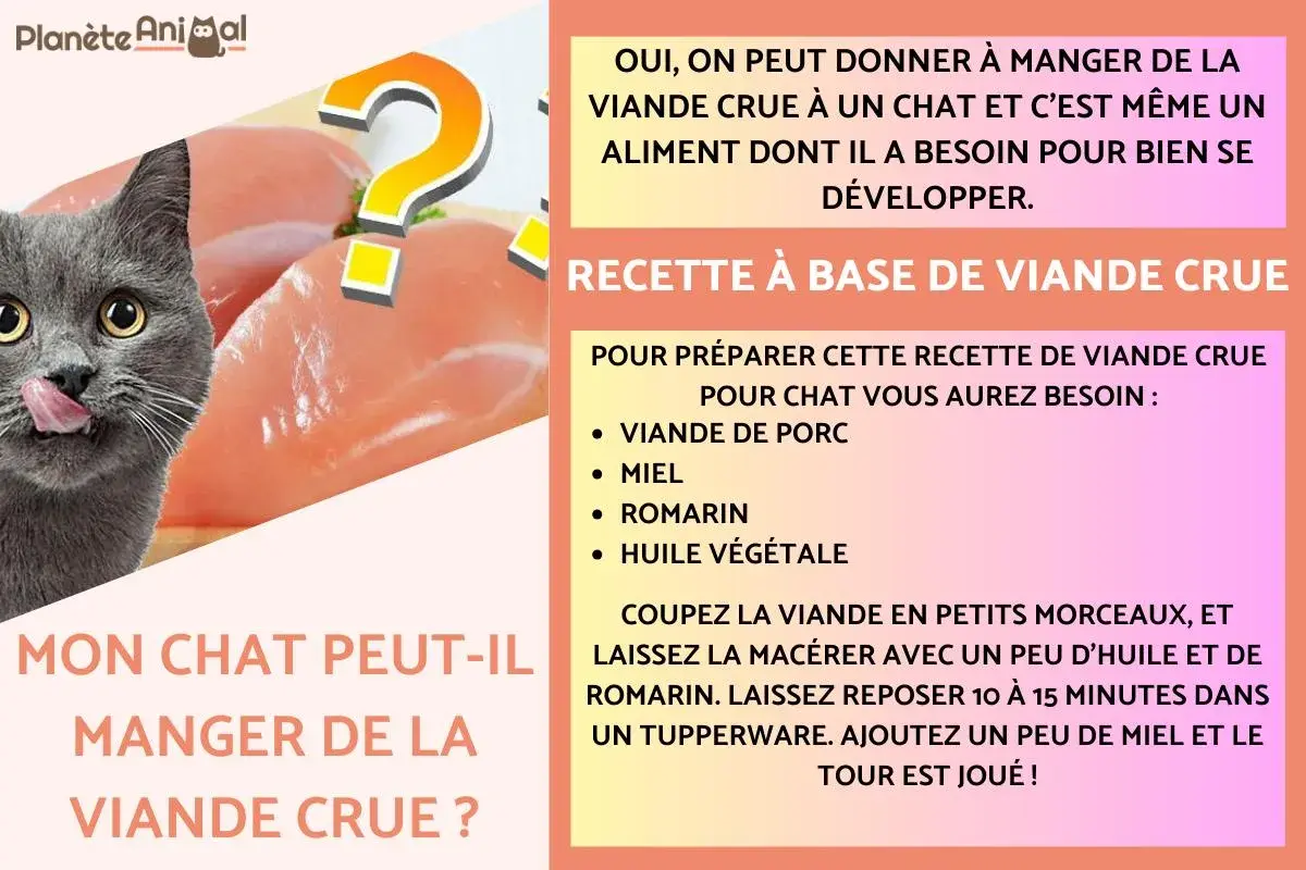 Un chat gris lèche ses babines devant des morceaux de viande crue. Le texte suggère que la viande crue est un aliment essentiel pour le développement du chat.