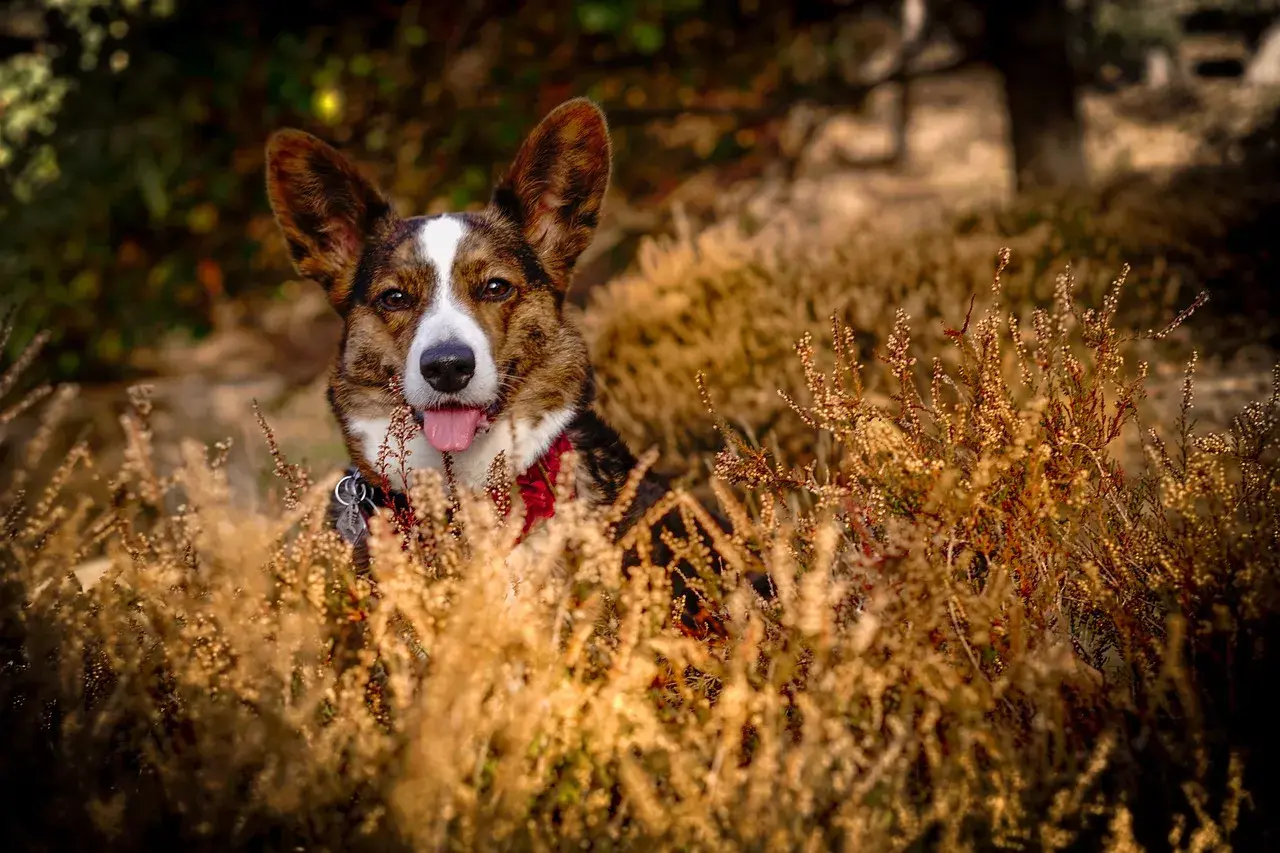 Un adorable corgi chien, le museau hors des herbes sèches, la langue pendante, profite d'une journée ensoleillée.