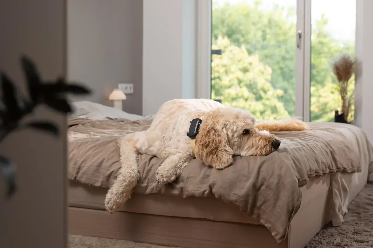 Un chien détendu sur un lit, profitant peut-être de musique douce pour chien.