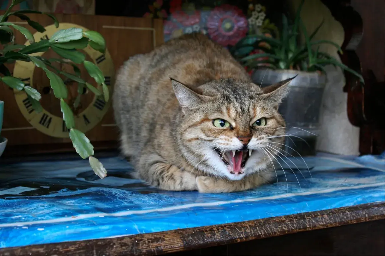 Un chat tigré aux yeux verts, le poil hérissé, feule sur un humain, montrant ses crocs acérés. Il semble prêt à bondir.