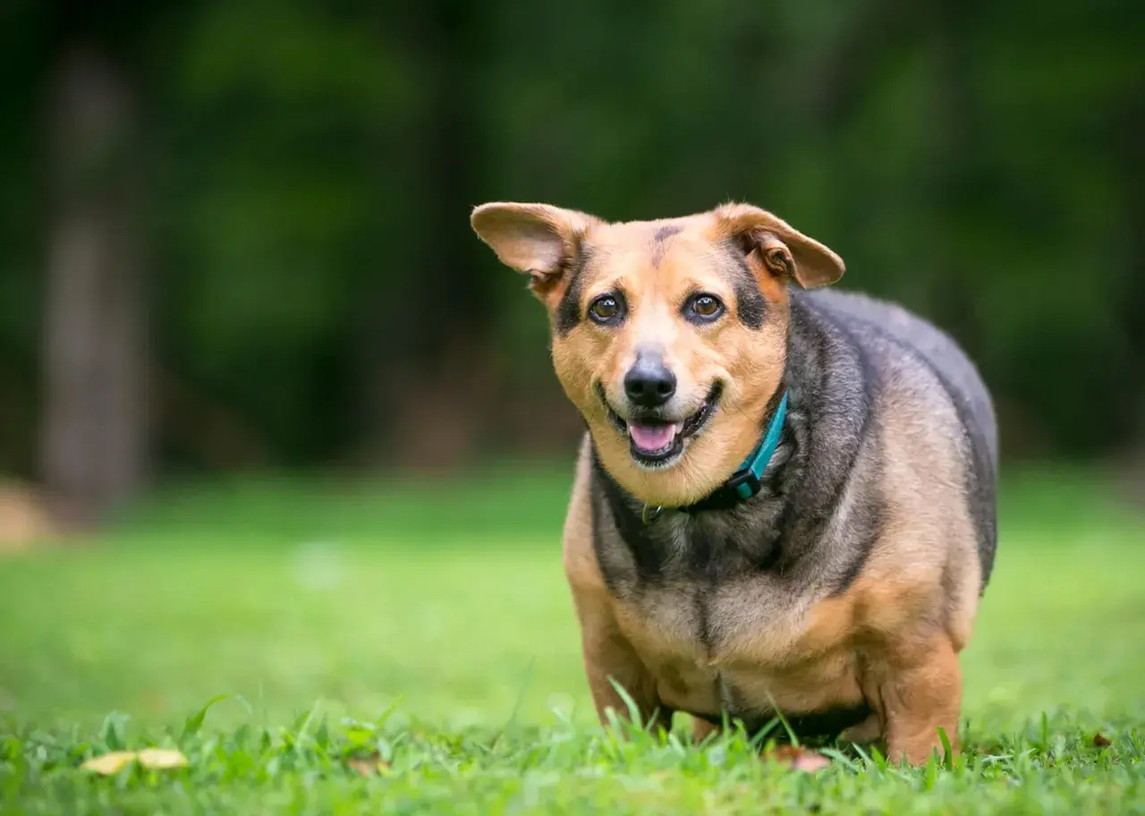 Chien rond et heureux sur l'herbe. Pour savoir comment faire maigrir un chien stérilisé, il faut adapter son alimentation et ses exercices.
