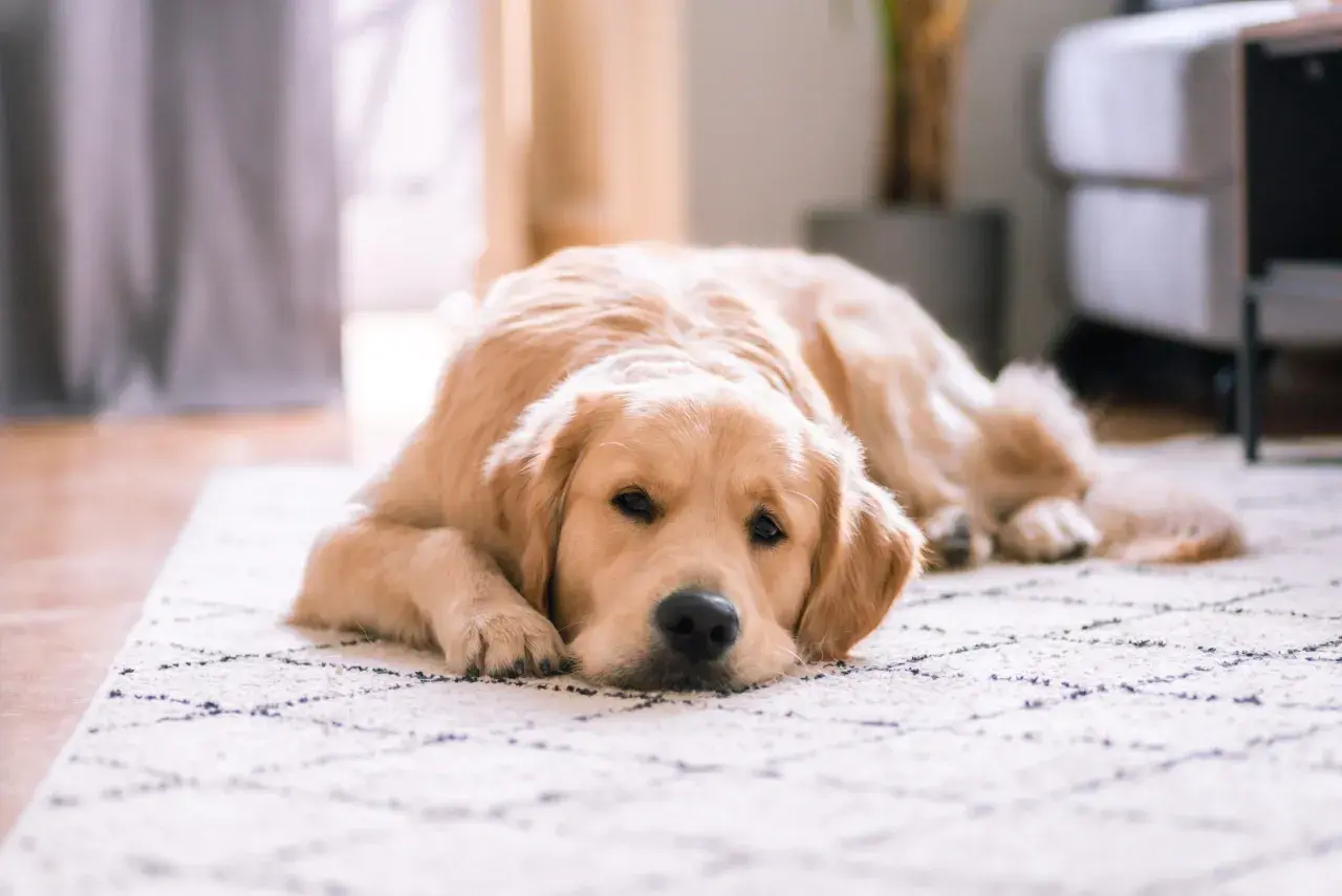 Un golden retriever se repose paisiblement sur un tapis, l'air serein. Il est possible de laisser son chien seul sans qu'il stress.