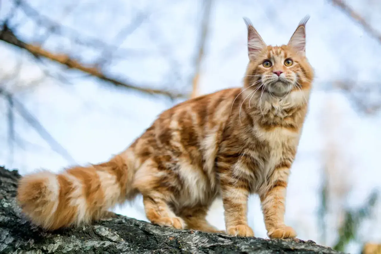 Magnifique chat roux au caractère de Maine Coon, perché sur une branche d'arbre, le regard tourné vers le ciel.