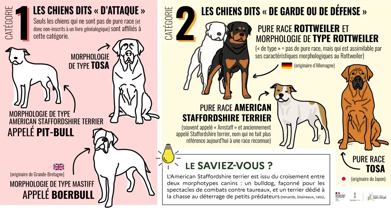 Statistique morsure de chien par race : illustration de chiens de type "d'attaque" (Pit-bull, Boerbull) et de garde/défense (Rottweiler, Tosa).