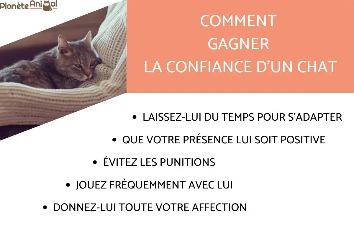 Conseils pour comment apprivoiser un chat adulte : patience, présence positive, jeux et affection. Un chaton se repose sur un plaid.