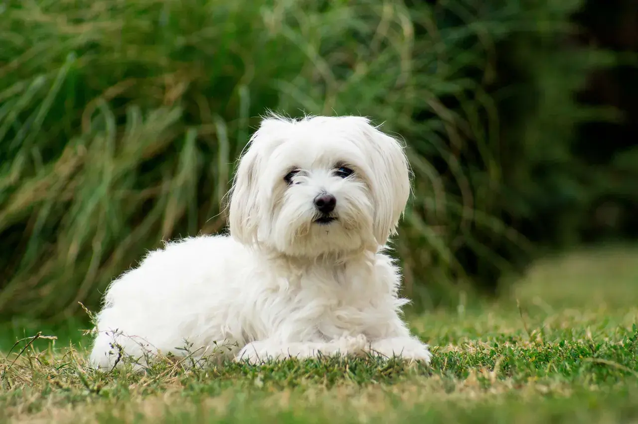 Un adorable bichon maltais, symbole de longue vie et de compagnie fidèle, se repose paisiblement sur l'herbe. L'espérance de vie de ces petits chiens est souvent longue.
