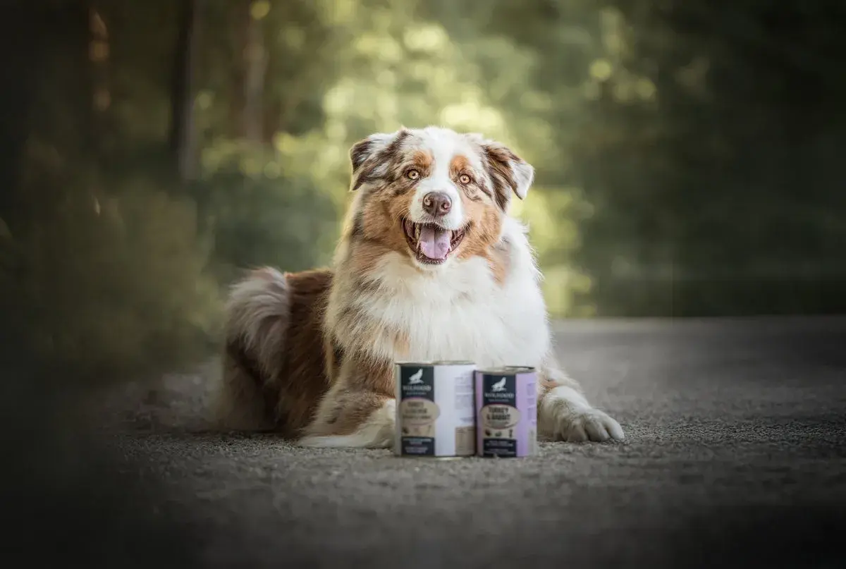 Un chien heureux pose à côté de deux boîtes de nourriture. La question "peut-on mélanger croquettes et pâtée pour chien ?" est au cœur de cette image.