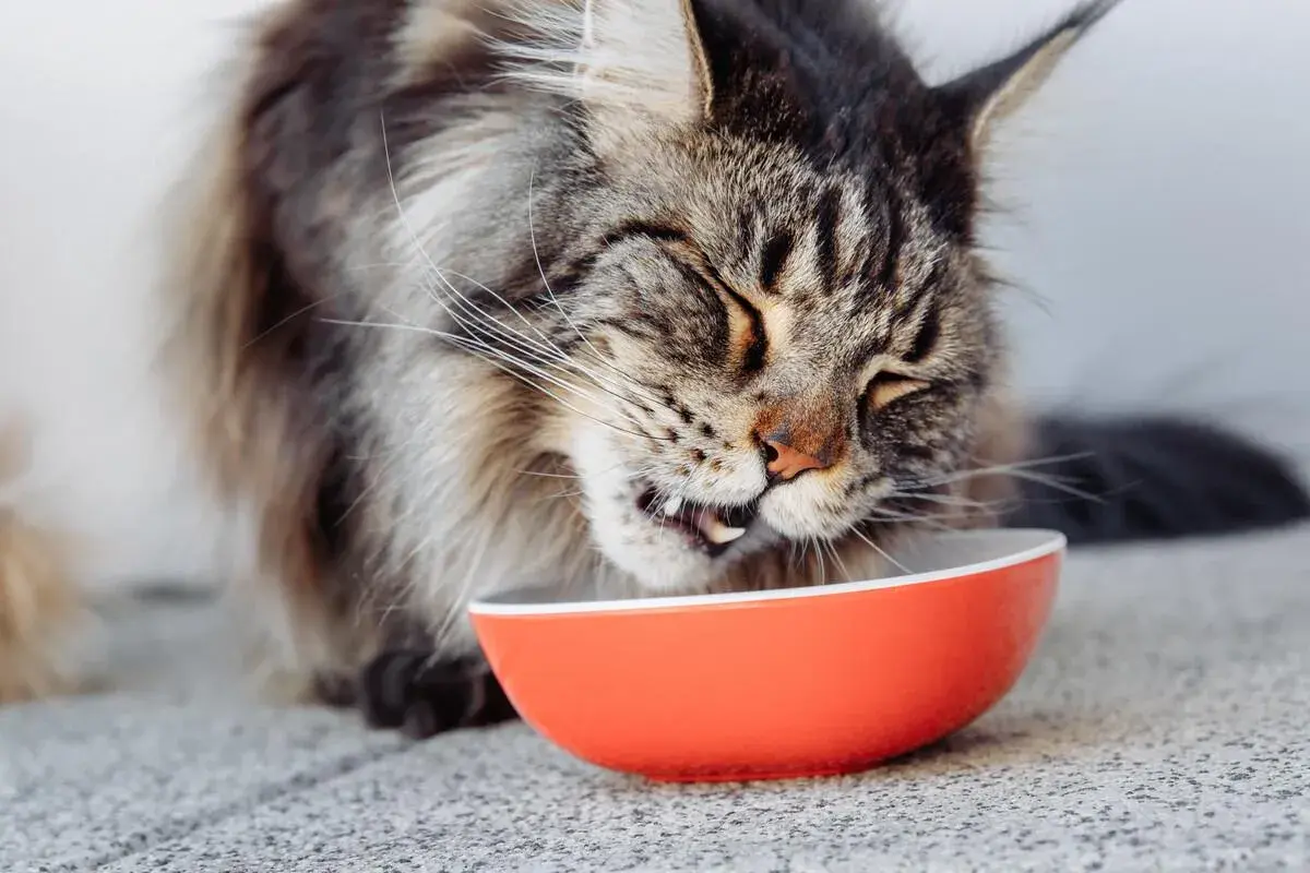 Un Maine Coon savoure son repas dans une gamelle orange. L'alimentation de ce grand chat est essentielle pour sa santé.