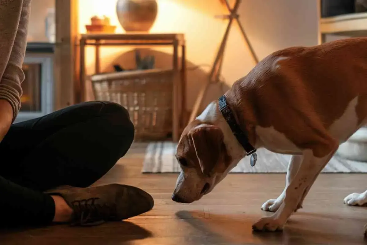 Un chien qui renifle attentivement le pied d'une personne assise, explorant le monde avec son nez.