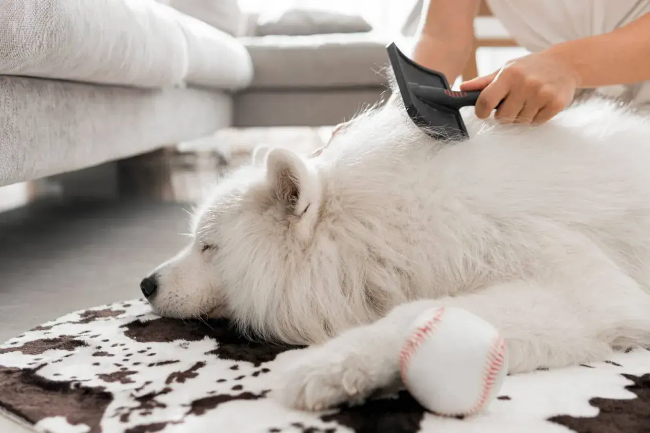 Un chien blanc, victime d'une perte de poils excessive, est peigné par son propriétaire. Une balle de baseball repose à côté.