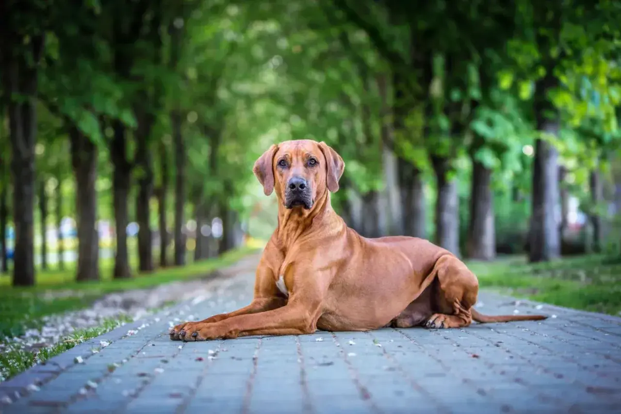 Un fierce chien chasseur de lion, au pelage fauve, se repose sur un chemin pavé, entouré d'arbres verdoyants.