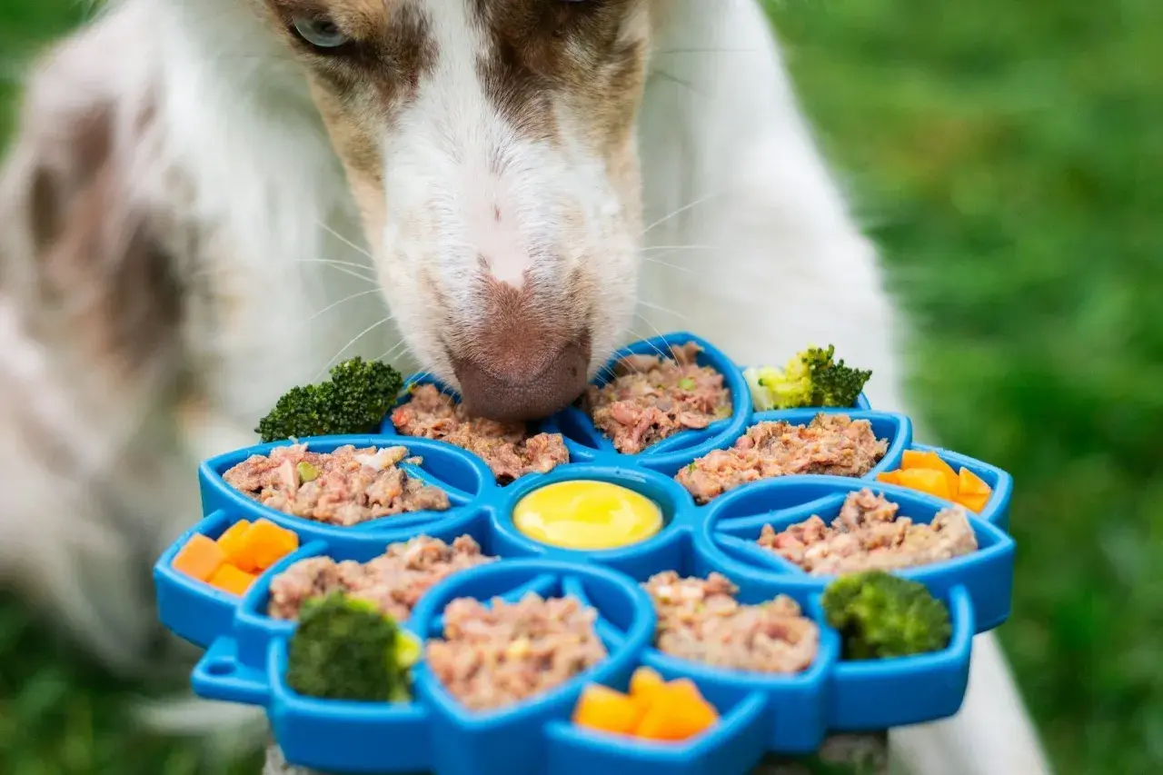 Un chien renifle un plateau bleu rempli de pâté pour chien, de brocolis et de carottes. Un avis vétérinaire sur ce pâté serait intéressant.