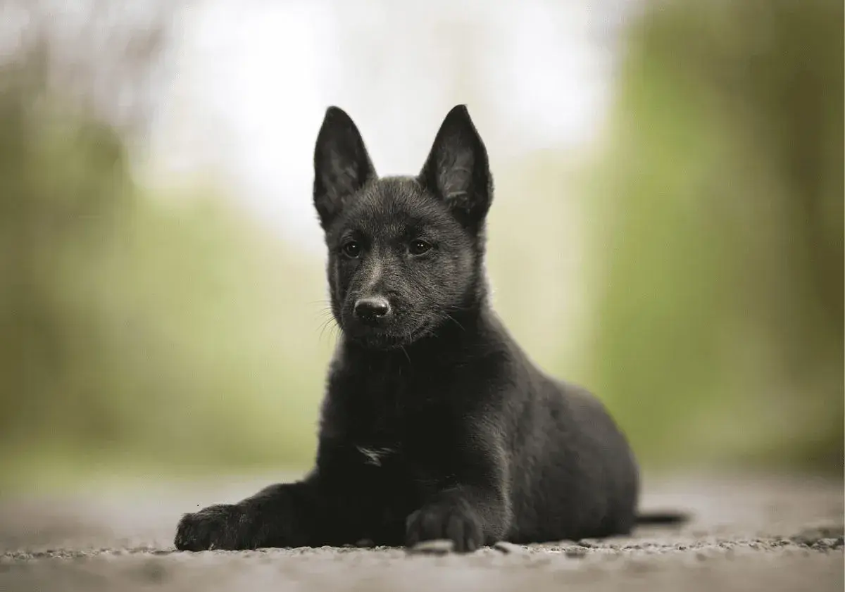 Un adorable petit chien noir, aux grandes oreilles attentives, est couché sur un chemin.