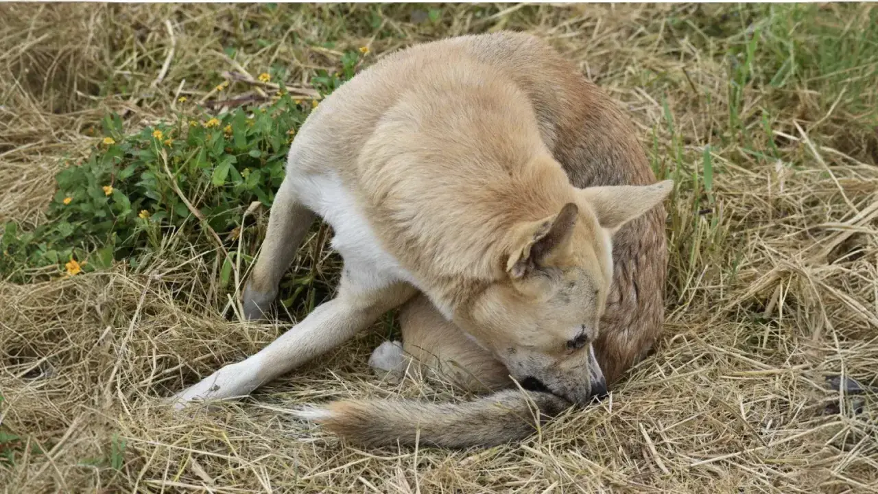 Un chien brun clair, l'air un peu perdu, est assis dans l'herbe sèche, la queue entre les jambes.