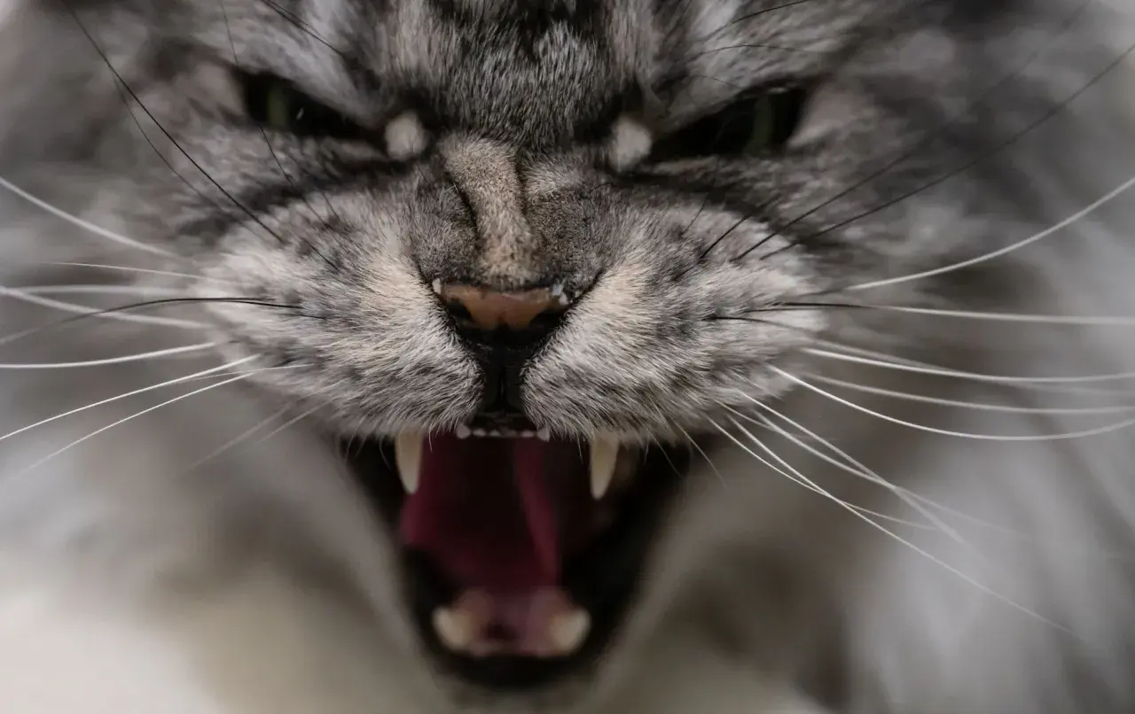 Gros plan sur un chat qui devient fou et agressif, gueule ouverte montrant ses crocs acérés et sa langue rouge vif.