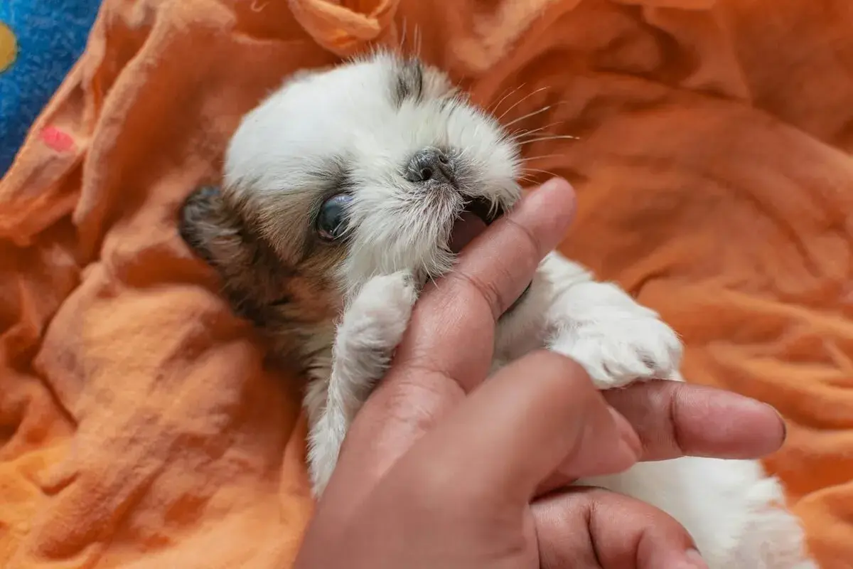 Un adorable chiot qui mordille gentiment un doigt, couché sur une couverture orange.