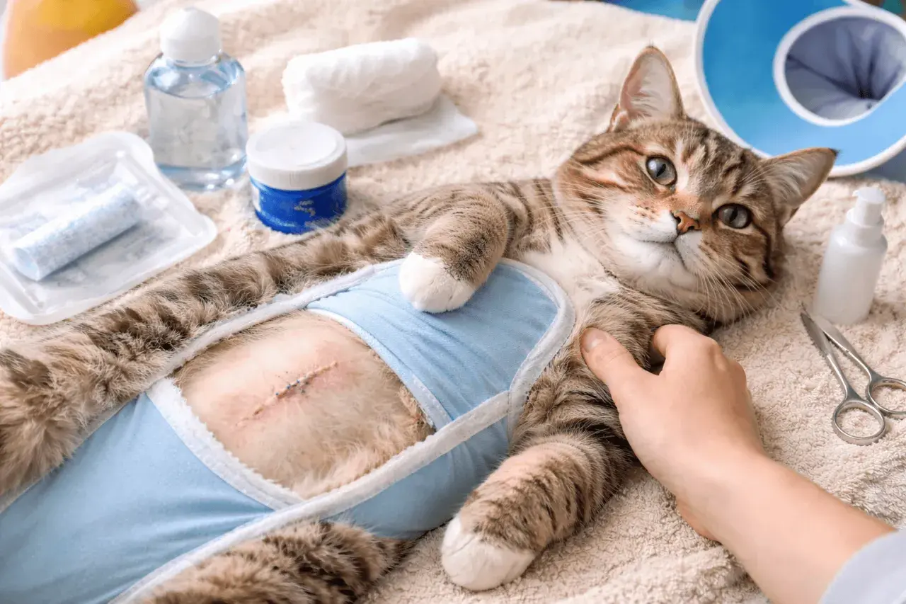 Chatte en convalescence après stérilisation, avec une cicatrice visible et un léger gonflement sous son body bleu. Matériel de soin à proximité.