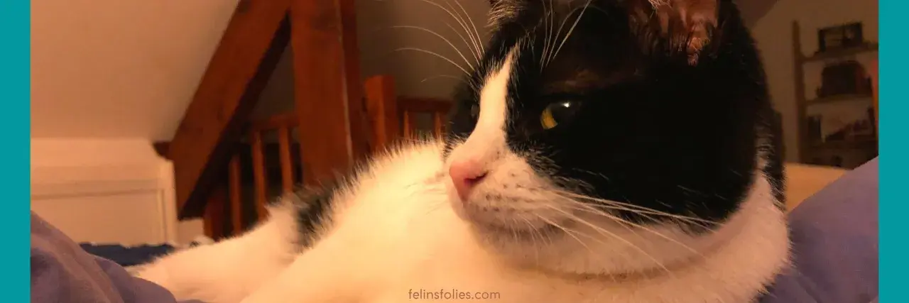 Un chat craintif, combien de temps avant qu'il ne se sente en sécurité ? Ce chat noir et blanc aux yeux vifs semble observer attentivement son environnement.