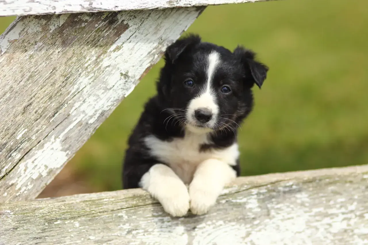 Adorable chiot border collie, les pattes posées sur une clôture en bois patiné, regardant curieusement.
