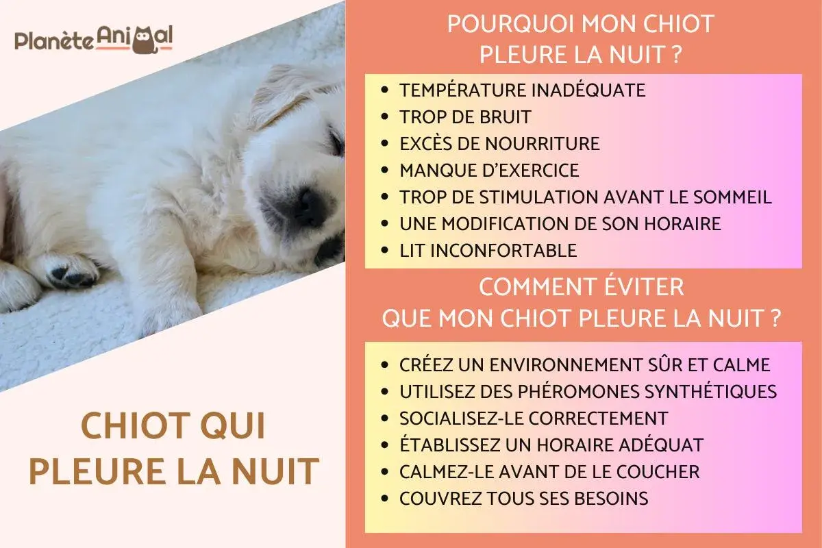 Un chiot endormi, avec des conseils pour comprendre et éviter qu'un chiot pleure la nuit.