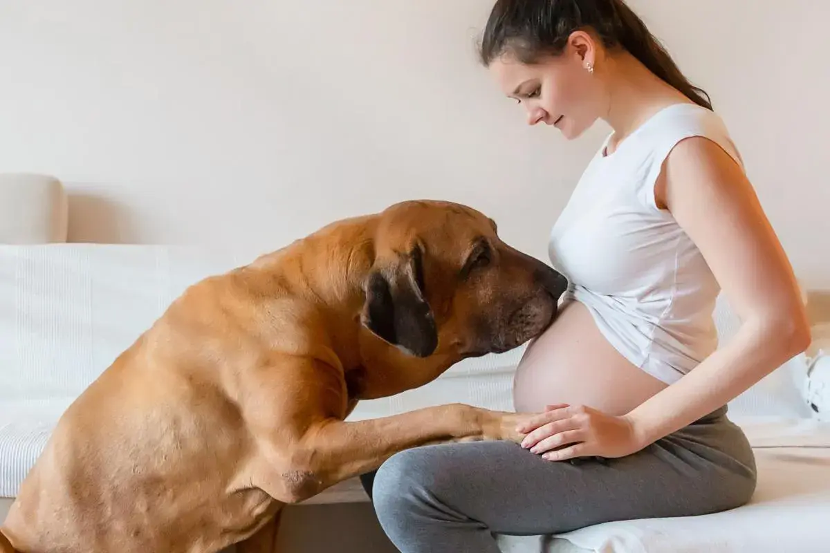 Un chien câline le ventre d'une femme enceinte, comme s'il ressentait la grossesse.