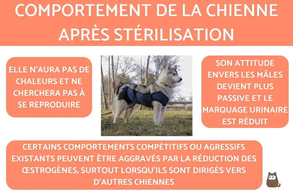 Chienne stérilisée portant un body post-opératoire. Elle n'aura plus de chaleurs. Quand stériliser une chienne ? Les changements de comportement sont expliqués.