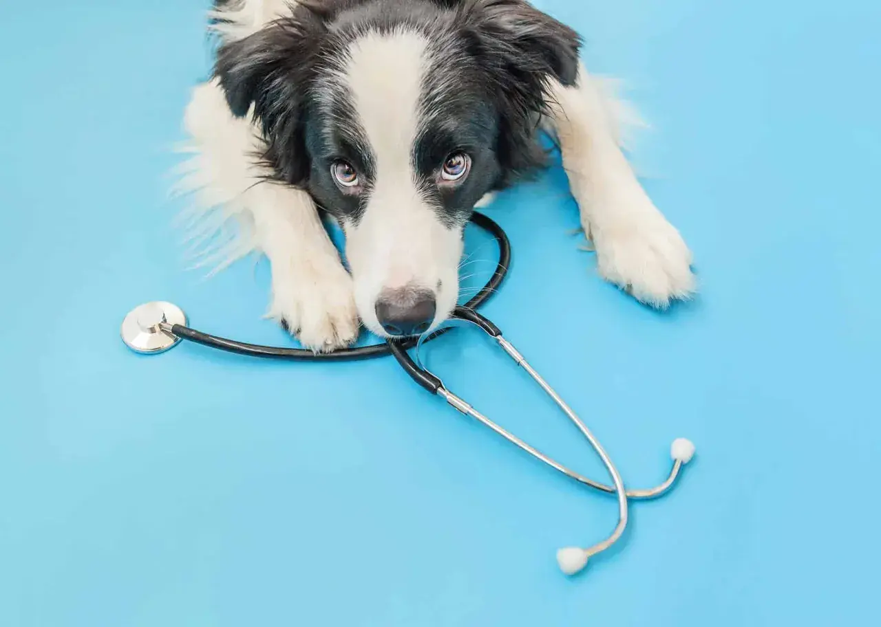 Chien avec stéthoscope, pensant au prix de la stérilisation de sa chienne.