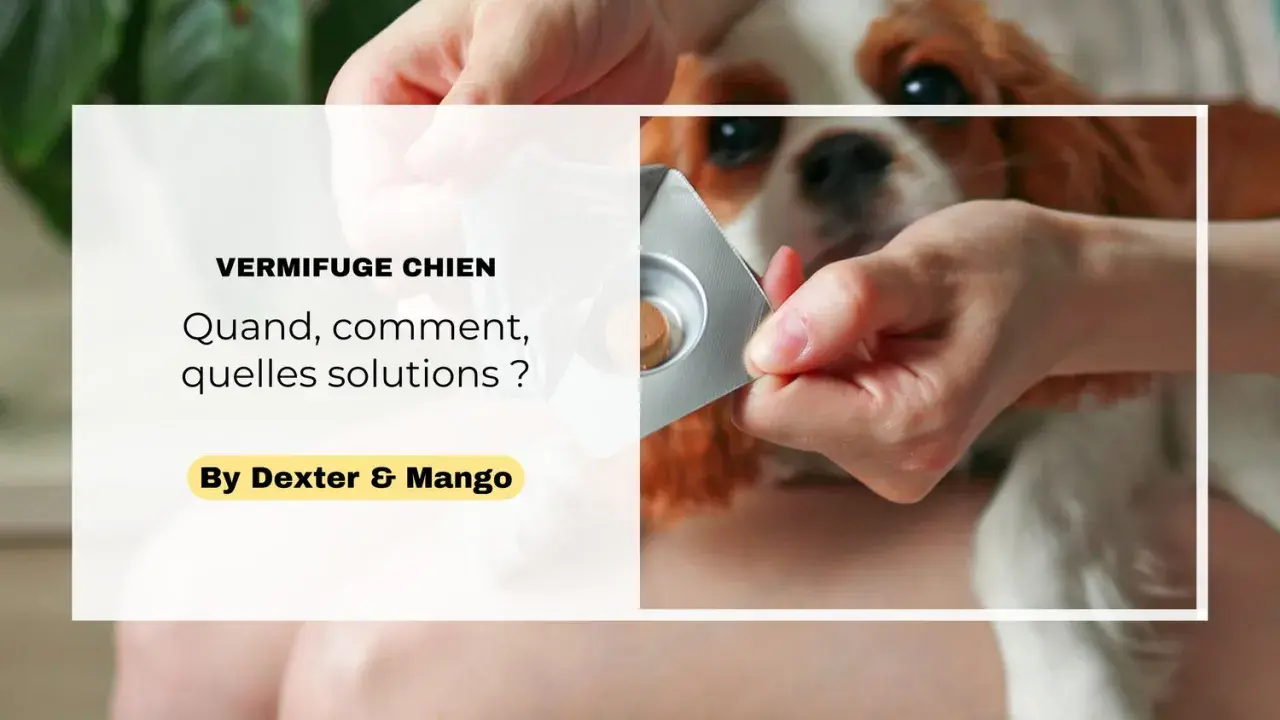 Une main présente une tablette de vermifuge chien à un adorable Cavalier King Charles. Quand, comment, quelles solutions ?
