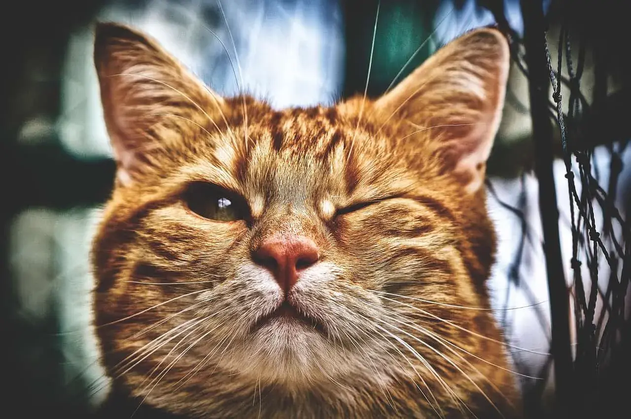 Gros plan sur un chat roux qui cligne d'un œil. Son œil gauche est ouvert, l'autre fermé, un symptôme œil crevé chat possible.