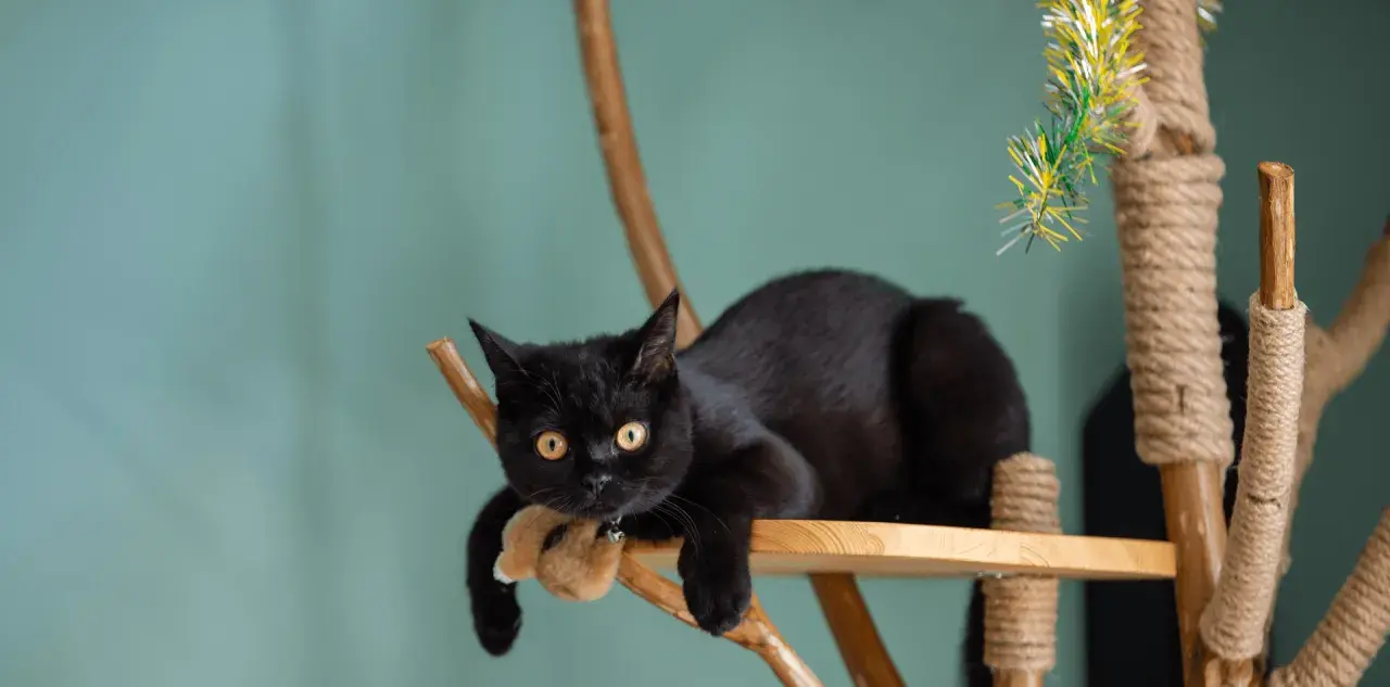 Un chat noir se repose sur un arbre à chat fait maison avec une branche. Il tient une peluche dans ses pattes.