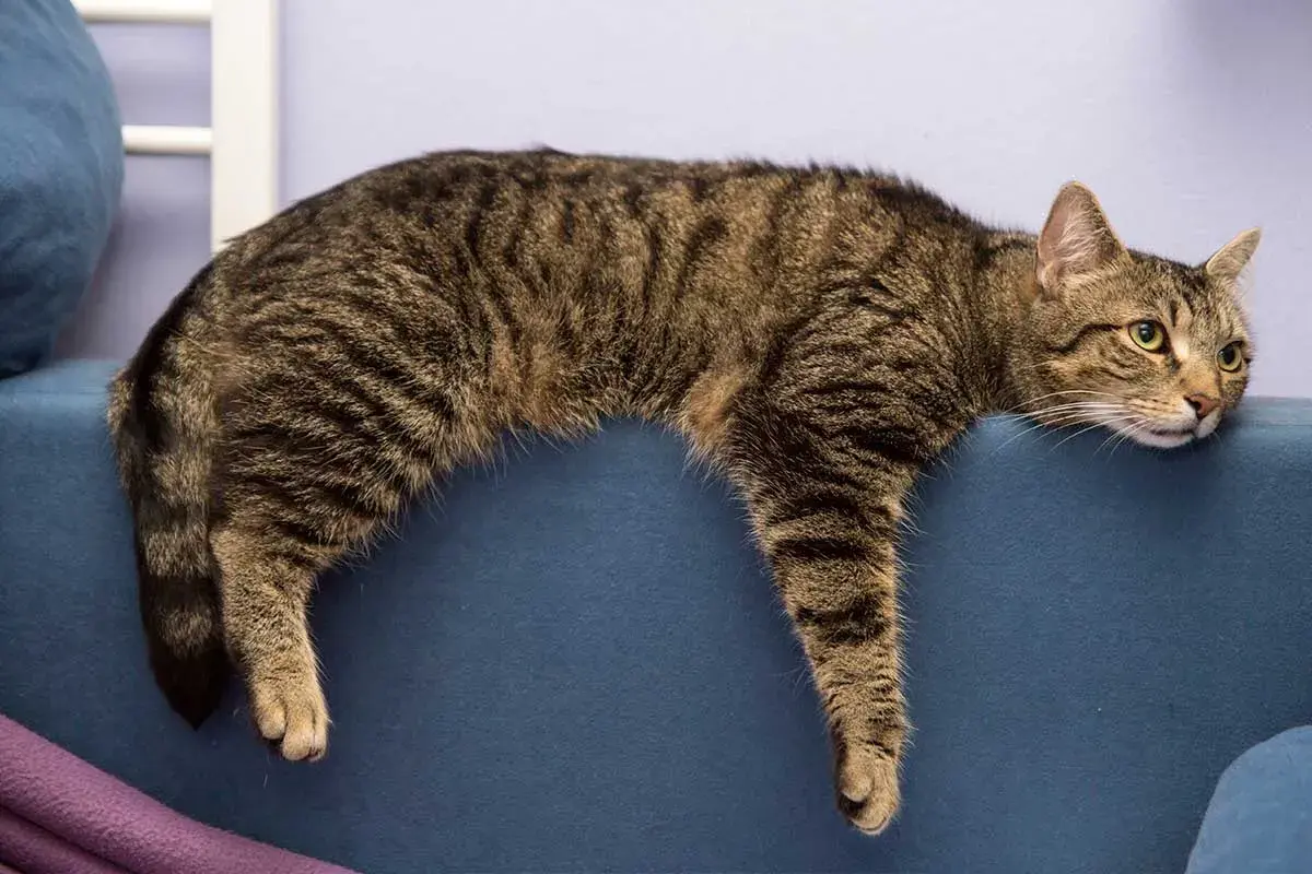 Un chat tigré se prélasse sur le dossier d'un canapé bleu, l'air un peu las. Il semble que mon chat s'ennuie.