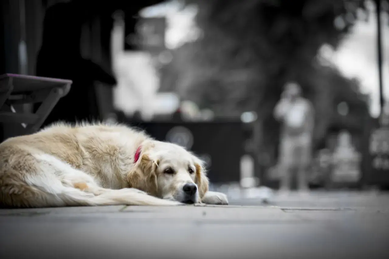 Un chien qui pleure la mort, un golden retriever allongé sur le trottoir, le regard triste.